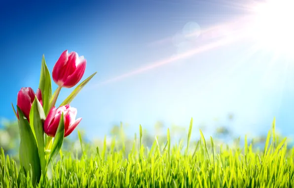Картинка трава, солнце, цветы, весна, тюльпаны
