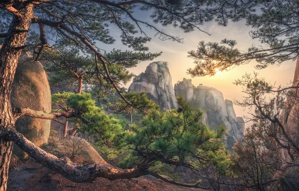 Горы, природа, туман, дерево, скалы, вид, сосна, Южная Корея
