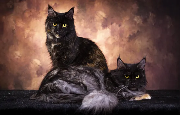 Кошка, кот, взгляд, кошки, поза, темный фон, коты, мордочка