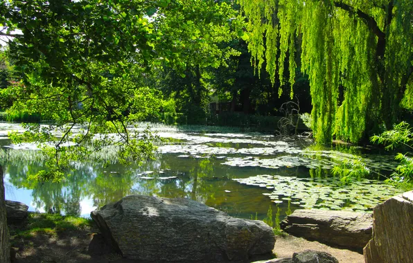 Trees, water, lake, pond
