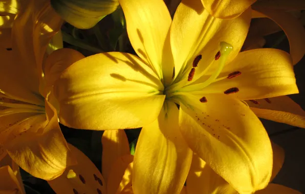 Картинка макро, лилии, yellow, жёлтые, macro, Lilies