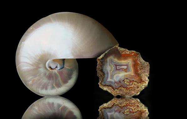 Macro, agate, nautiulus shell