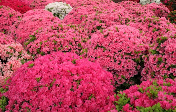 Кусты, рододендрон, азалия