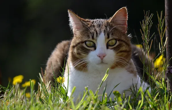 Картинка кошка, трава, весна, одуванчики