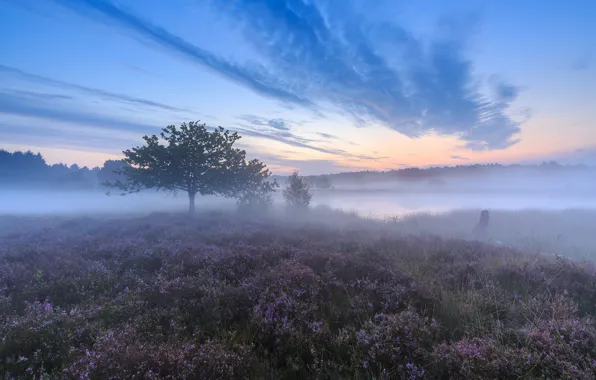 Картинка туман, дерево, утро, Нидерланды, Netherlands, вереск, Limburg, Лимбург