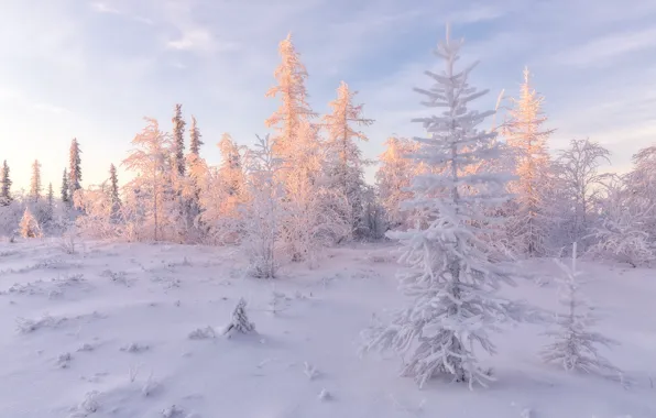 Холод, зима, иней, лес, небо, свет, снег, пейзаж