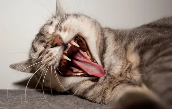 Картинка кот, лежит, зевает