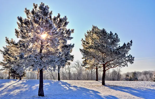 Картинка зима, небо, лучи, снег, деревья
