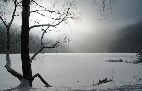 Зима, снег, деревья, природа, фото, фон, пейзажи, красота