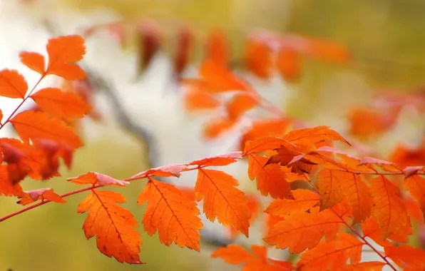 Осень, листья, природа, ветка, багрянец