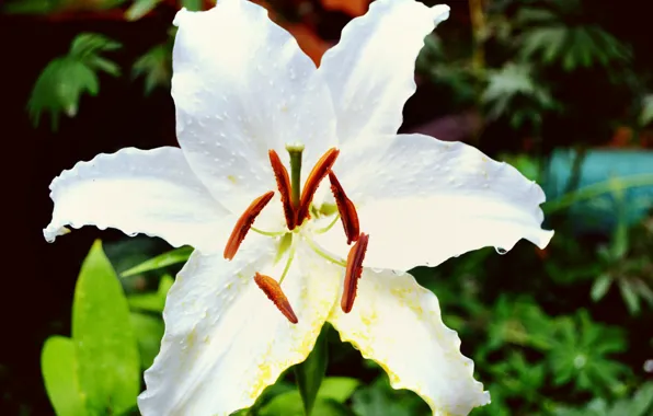Белый, цветы, зеленый, green, лилия, white, flower, flowers