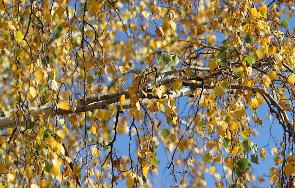 Осень, листья, дерево, береза