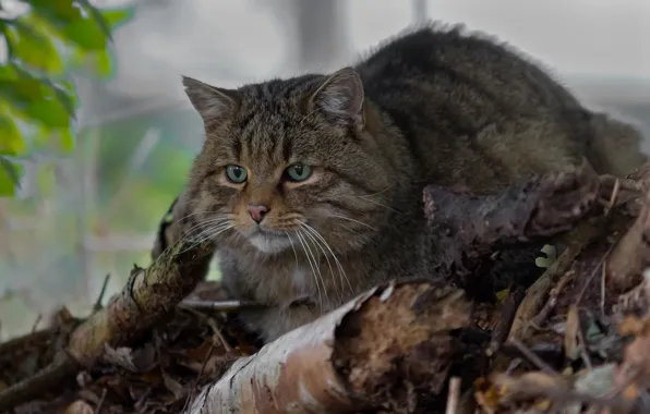 Картинка дикая кошка, лесной кот, лесная кошка