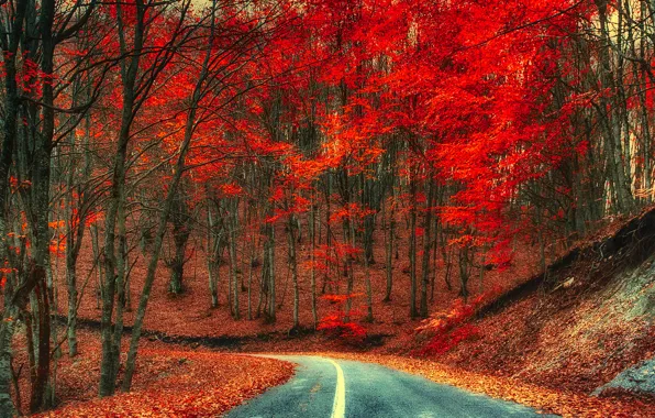 Дорога, осень, деревья, природа, листва, время года