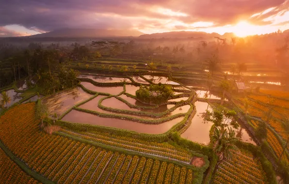 Sunset, water, plantation