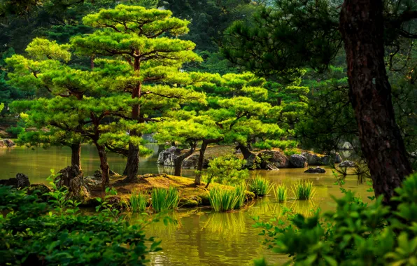 Зелень, деревья, пруд, камыши, камни, Япония, сад, Kyoto