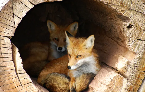 Картинка trunk, foxes, shelter