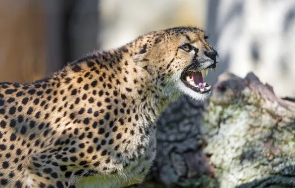 Кошка, пасть, гепард, оскал, ©Tambako The Jaguar