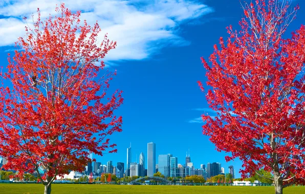 Картинка осень, небо, трава, листья, деревья, город, Чикаго, США