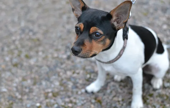 Картинка собака, щенок, Датско-шведская фермерская собака