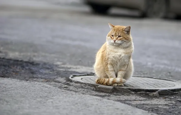 Кошка, взгляд, улица
