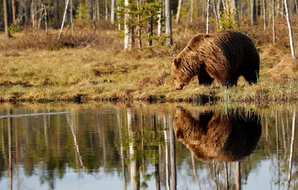 Картинка лес, вода, деревья, природа, отражение, берег, медведь, мишка
