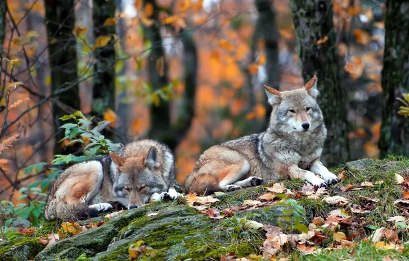 Лес, природа, Coyote