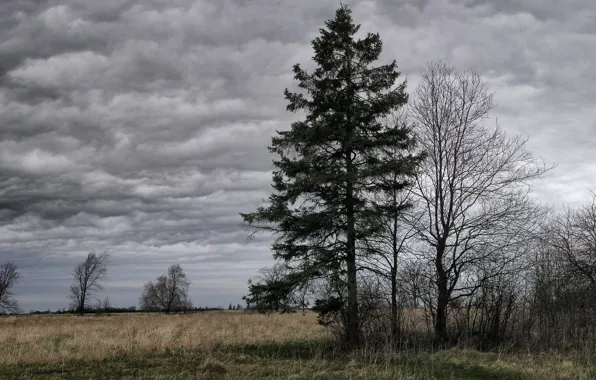 Облака, пасмурно, Дерево