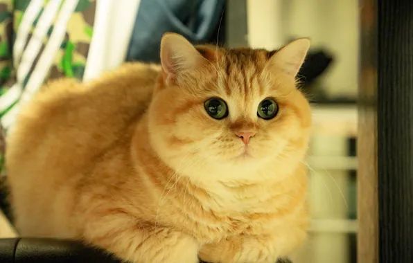 Кошка, кот, взгляд, морда, поза, лежит, золотая шиншилла