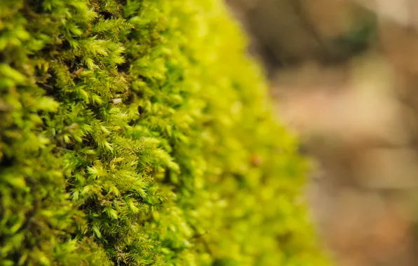 Green, plant, moss