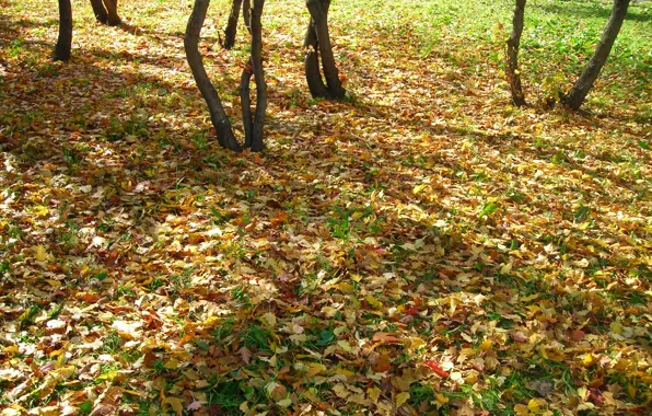 Картинка листья, Осень