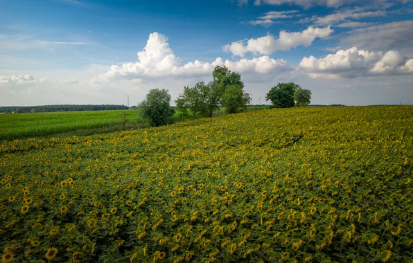 Поле, лето, облака, деревья, подсолнухи, цветы, синева, холмы