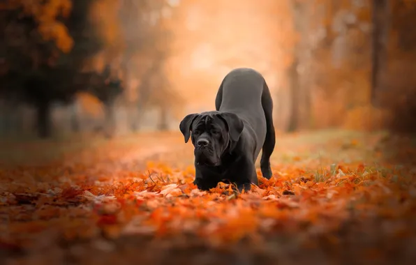 Картинка осень, лес, листья, природа, поза, парк, листва, собака