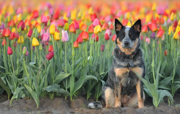 Картинка взгляд, друг, собака, тюльпаны
