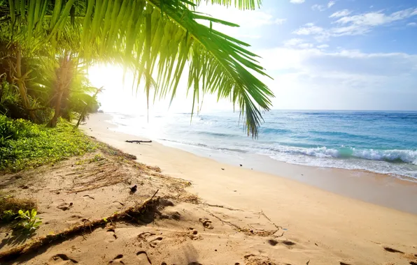 Картинка песок, море, пляж, пальмы, берег, summer, beach, sea