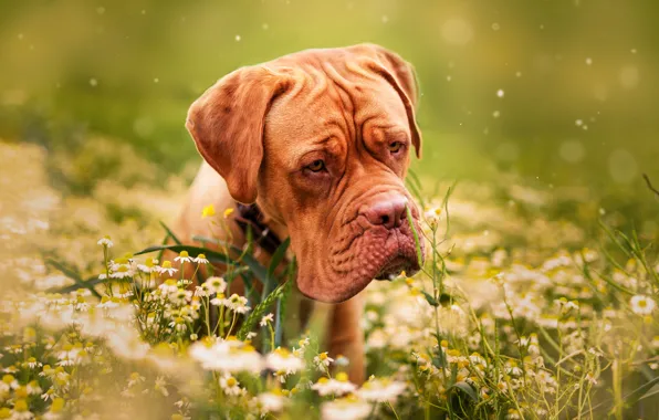 Картинка трава, цветы, природа, животное, ромашки, собака, пёс, дог