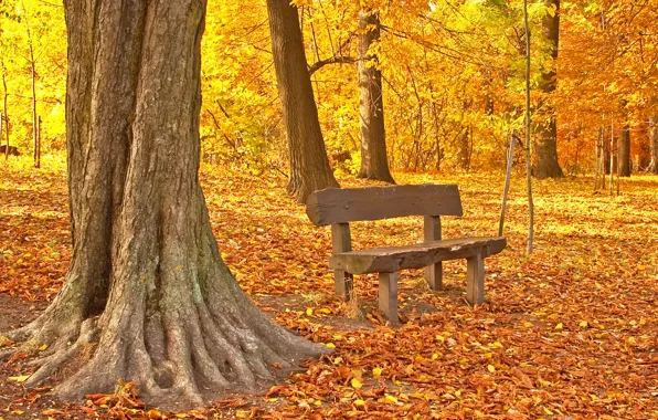 Картинка осень, листья, park, autumn, leaves, tree, fall, maple