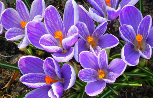Цветы, widescreen, обои, весна, крокусы, wallpaper, широкоформатные, background
