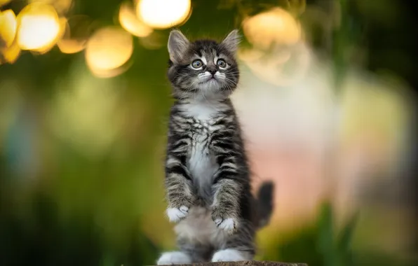 Котёнок, стойка, Юрий Коротун