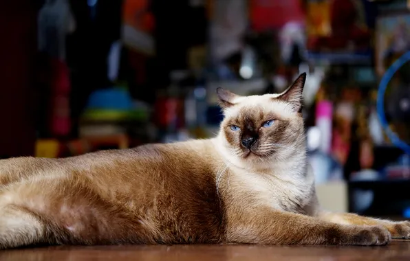 Кошка, кот, взгляд, поза, лежит, мордашка, боке, сиамский