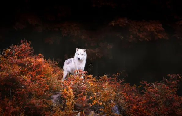 Картинка nature, snow, predator, face, animal, wolf, wildlife, portrait