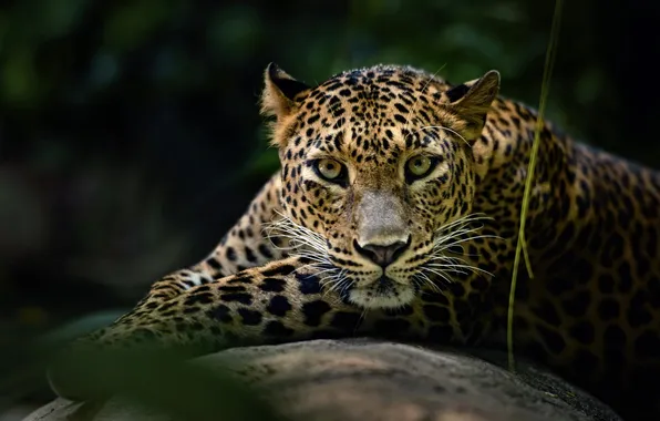 Кошка, природа, фон