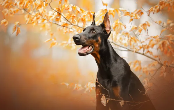 Картинка осень, морда, ветки, собака, Доберман