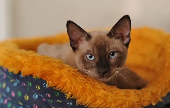 Кошка, кот, взгляд, морда, портрет, лежит, сиамский, лежанка