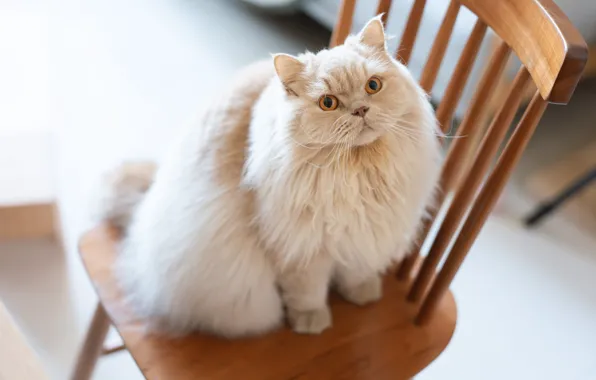 Кошка, кот, взгляд, поза, комната, пушистый, стул, мордашка