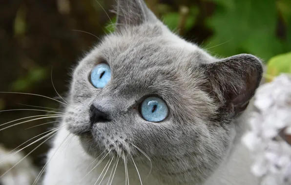 Животное, Кошка, серая, голубые глаза