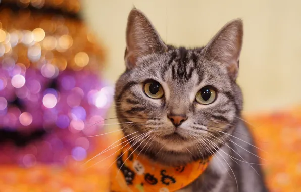 Кошка, кот, взгляд, серый, фон, портрет, полосатый, платок