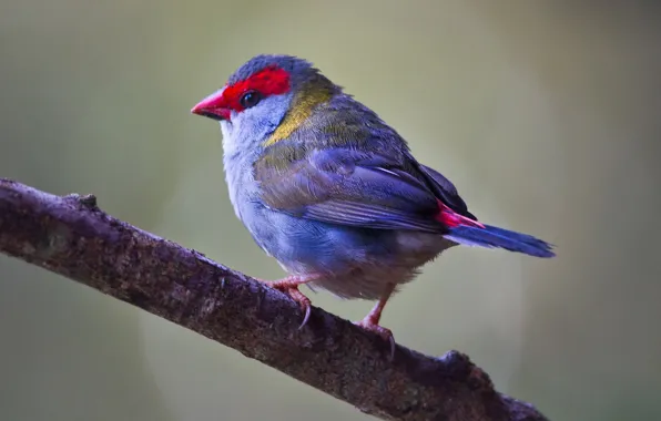 Картинка ветки, птица, клюв, хвост, краснобровый астрильд