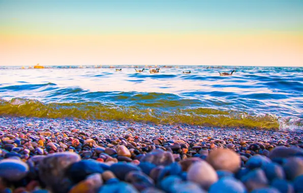 Canada, beach, twilight, sunset, dusk, stones, Lake Ontario, ducks