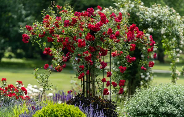 Розы в саду (47 фото)
